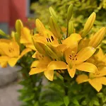 Restaurant La Roseraie Grandrupt