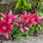 Restaurant La Roseraie 3* Grandrupt