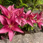 Restaurant La Roseraie בית הארחה