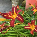 בית הארחה Restaurant La Roseraie Grandrupt