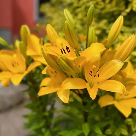 Restaurant La Roseraie Grandrupt