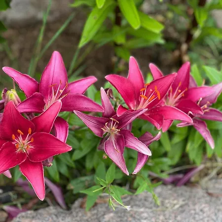 Restaurant La Roseraie 3* Grandrupt