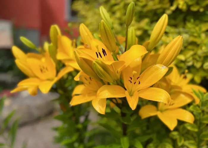 Restaurant La Roseraie Grandrupt