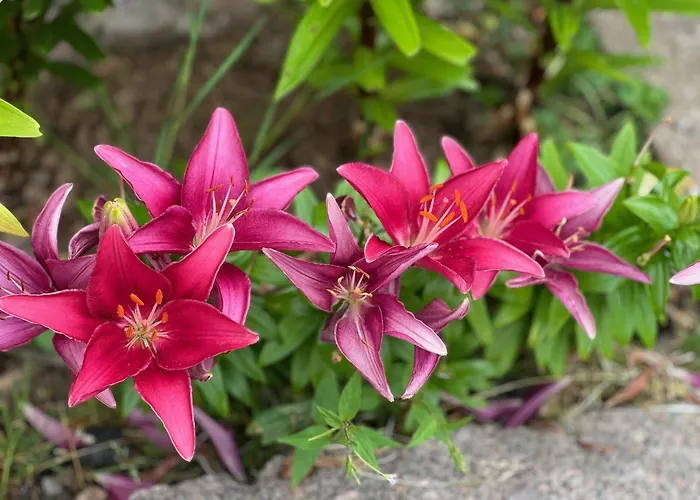 Restaurant La Roseraie 3* Grandrupt