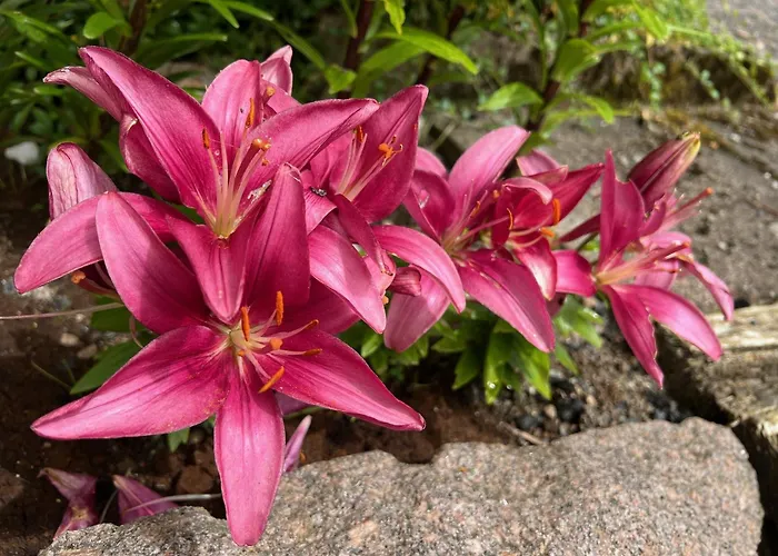 Restaurant La Roseraie Гостевой дом